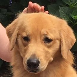 Ruffles - Golden Retriever