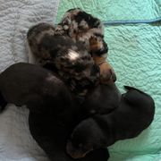 Black and Rust Female 2 - Black and rust female Beauceron puppy in Floyd’s Knobs, Indiana from Birdwing Beaucerons