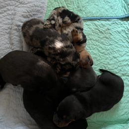 Black and Rust Female 2 - Black and rust female Beauceron puppy in Floyd’s Knobs, Indiana from Birdwing Beaucerons