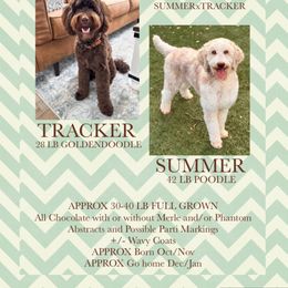 Goldendoodle puppies from Calena’s Doodles