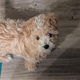 Presley - Apricot male Maltipoo puppy in Martin, Tennessee from TNT PUPPIES