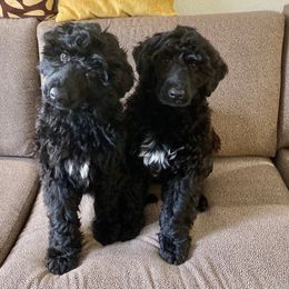 Portuguese Water Dog Puppies from Belladonna Farm