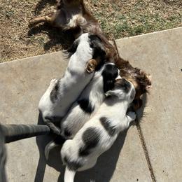 Boy 1 - Black and tan male Dachshund puppy in Lexington, Oklahoma from Terry's Dachshunds (BooneDox Mini Dachshunds)