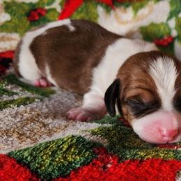 Holly - Piebald female Dachshund puppy in Anaconda, Montana from Williams Family Dachshunds