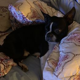 Bentley - Boston Terrier