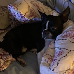 Bentley - Boston Terrier