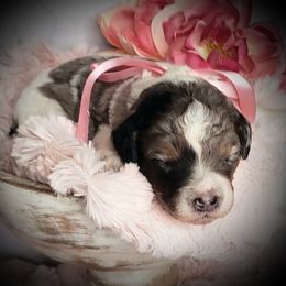 Bella - Merle female Springerdoodle puppy in Fargo, North Dakota from Dakota SpringerDoodles