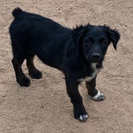 Thunder - Black tri-color male Australian Shepherd puppy in San Tan Valley, Arizona from Mott Ranch - Blazin' Sun Aussies