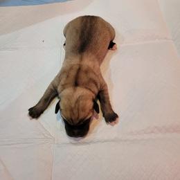 Green - Anatolian Shepherd Dog puppy in Berkeley County, West Virginia from Reich Anatolians and Friends