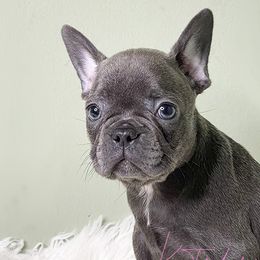 Girl 1 - Blue French Bulldog puppy in Macon, Georgia from OoLaLa Frenchies