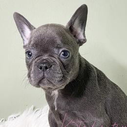 Girl 1 - Blue French Bulldog puppy in Macon, Georgia from OoLaLa Frenchies