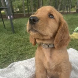 Sweet grey will be red and is amazing - Dark golden male Golden Retriever puppy in Aumsville, Oregon from Bigfoot Goldens AKC Registered Dark Red
