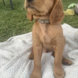 Sweet grey will be red and is amazing - Dark golden male Golden Retriever puppy in Aumsville, Oregon from Bigfoot Goldens AKC Registered Dark Red