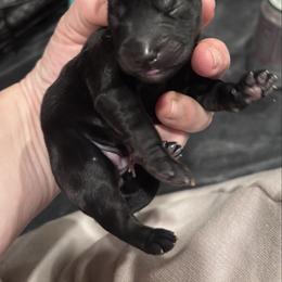 Shamus - Black male Whoodle puppy in Rising Sun, Indiana from Ruby Lane Doodles