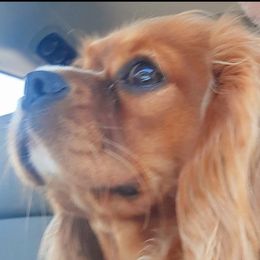 Ruby - Cavalier King Charles Spaniel