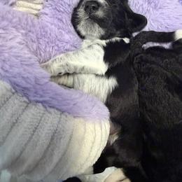 Portuguese Water Dog Puppies from Lawless Portuguese Water Dogs