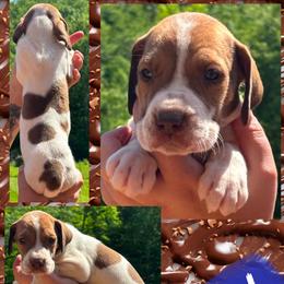 ASH - Chocolate male Great Dane puppy in Wellsville, New York from Prophecy Danes