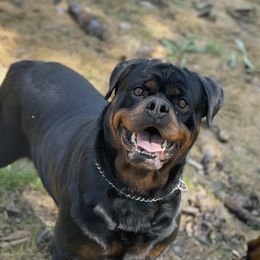 Kimi - Rottweiler