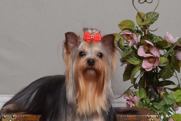 well groomed yorkie with a red bow in its fur lays on a briefcase