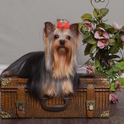well groomed yorkie with a red bow in its fur lays on a briefcase