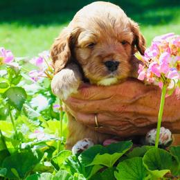 Cockapoo Puppies from Lulu's Cockapoos