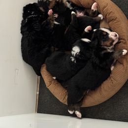 Bernese Mountain Dog Puppies from Cameo