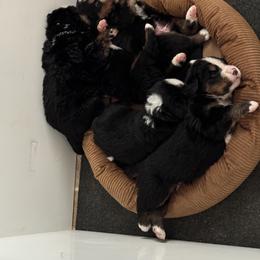Bernese Mountain Dog Puppies from Cameo