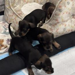 Companion Cross, Dachshund, and Miniature Schnauzer Puppies from Sheri Lauritsen