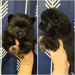 Girl 1 - Black and tan female Pomeranian puppy in Washington, North Carolina from Grace's Poms🐾💕