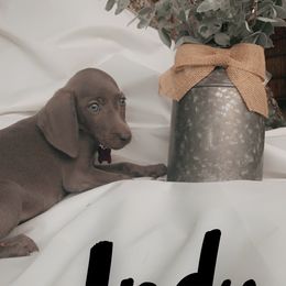 Weimaraner Puppies from North Georgia Weims