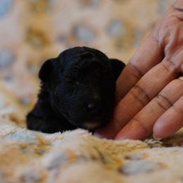Red Boy - Black male Poodle puppy in Las Vegas, Nevada from Plush Toy Poodle Puppies & Pals