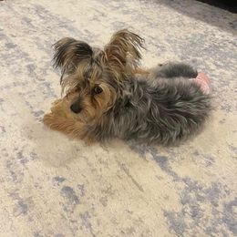 Assorted Doodle Crosses, Double Doodle, Maltipoo, Morkie, and Yorkipoo Puppies from Danza Bolo