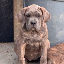 Hera- Orange Collar - Gray brindle female Cane Corso puppy in Compton, California from Urban League Cane Corso