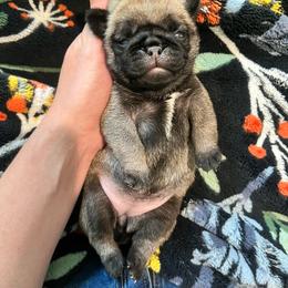 HooHoo - Fawn female Pug puppy in Grants Pass, Oregon from Malta Pugs
