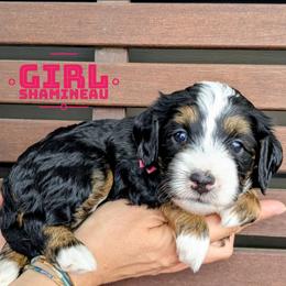 Shamineau - Tri-color female Bernedoodle puppy in Cambridge, Minnesota from Country Meadow Doodles