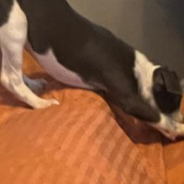 Italian Greyhound Puppies from Fisher Link