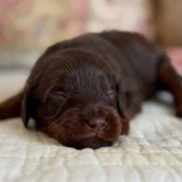 Junie B Jones - Chocolate female Cavapoo puppy in Beckley, West Virginia from By Design Doodles