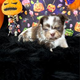 Zenitsu - Merle male Chihuahua puppy in Anderson, South Carolina from Lil Treasures Chihuahuas