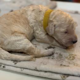Banner - yellow collar - Cream male Poodle puppy in Lebanon, Ohio from Lucky's Legacy