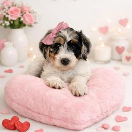 Lorie - Blue merle and white female Sheepadoodle puppy in Spanish Fork, Utah from Maplesierradoodles