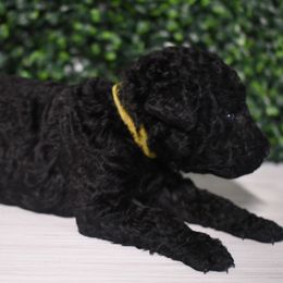 Daisy - Black female Curly-Coated Retriever puppy in Venice, Florida from Seaside kennels