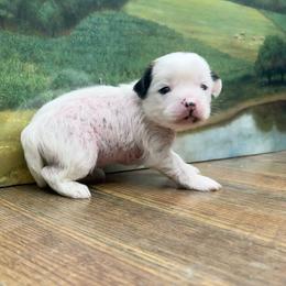 Dolly's White HH Boy - White and black male Chinese Crested puppy in Lexington, Michigan from Affinity