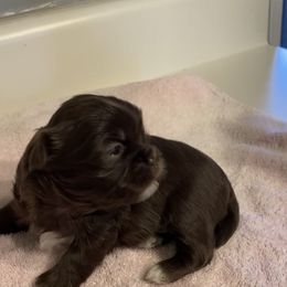Bernedoodle, Goldendoodle, and Shih Tzu Puppies from TrueLine kennels