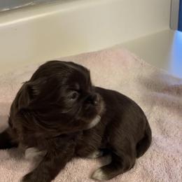 Bernedoodle, Goldendoodle, and Shih Tzu Puppies from TrueLine kennels