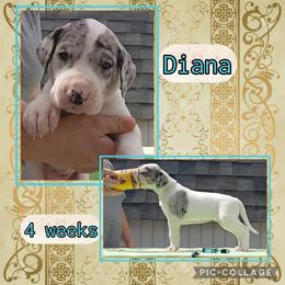 Princess Diana - Merle female Great Dane puppy in Brookings, South Dakota from Debonair Danes