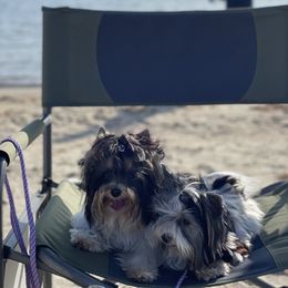 Biewer Terrier and Yorkshire Terrier Puppies from York Town California