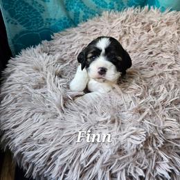 Finn - Black white and tan male Cocker Spaniel puppy in Midlothian, Virginia from Swift Creek Cocker Spaniels
