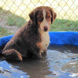 KODY - Red tri-color male Australian Shepherd puppy in Elk Creek, Missouri from Hearts on Fire Australian Shepherds