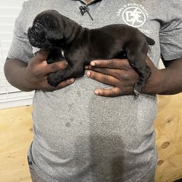 Cane Corso Puppies from Double C Cane Corso Kennel