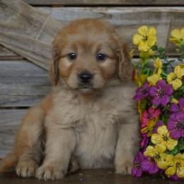 Female 2 - Purple Collar - Apricot female Goldendoodle puppy in Macedon, New York from Toodles Goldendoodles